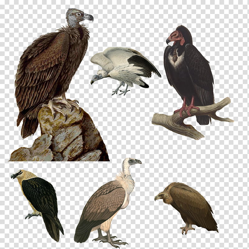 Vintage Vultures , condor grpahic transparent background PNG clipart