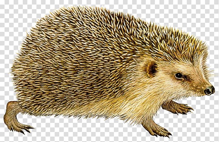 Hedgehog Hedgehog, European Hedgehog, Domesticated Hedgehog, Porcupine, Echidna, Erinaceidae, Monotreme, Snout transparent background PNG clipart