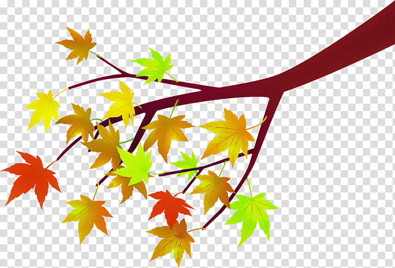 maple leaves autumnal leaves fallen leaves, Yellow Leaves, Leaf, Plant, Tree, Black Maple, Flower, Maple Leaf transparent background PNG clipart