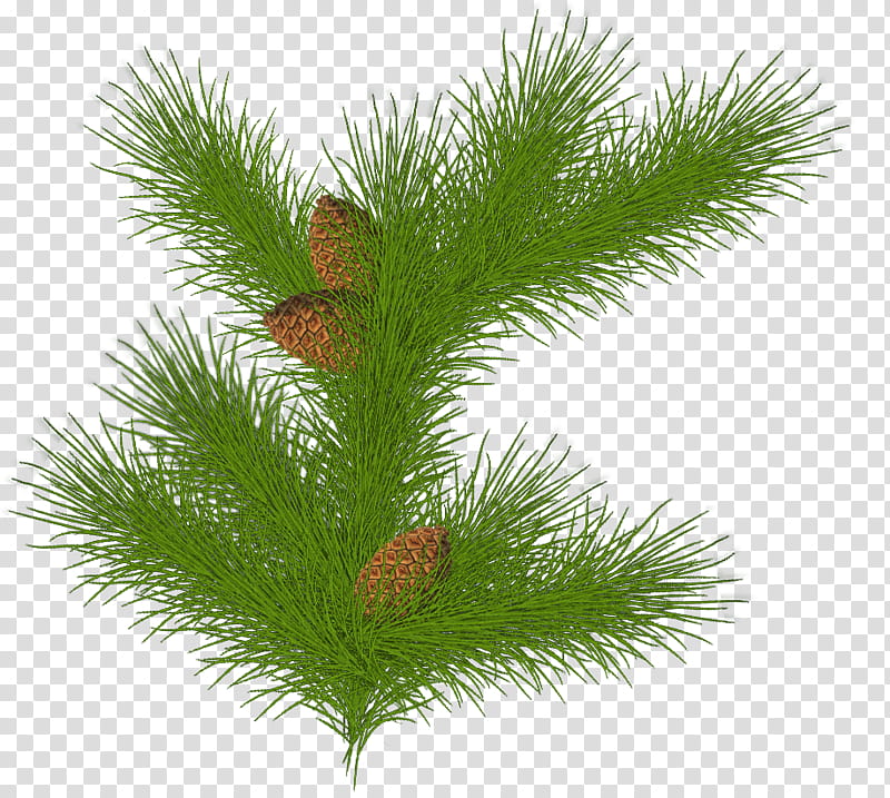 Christmas pine fir, green tree with pinecone transparent background PNG clipart