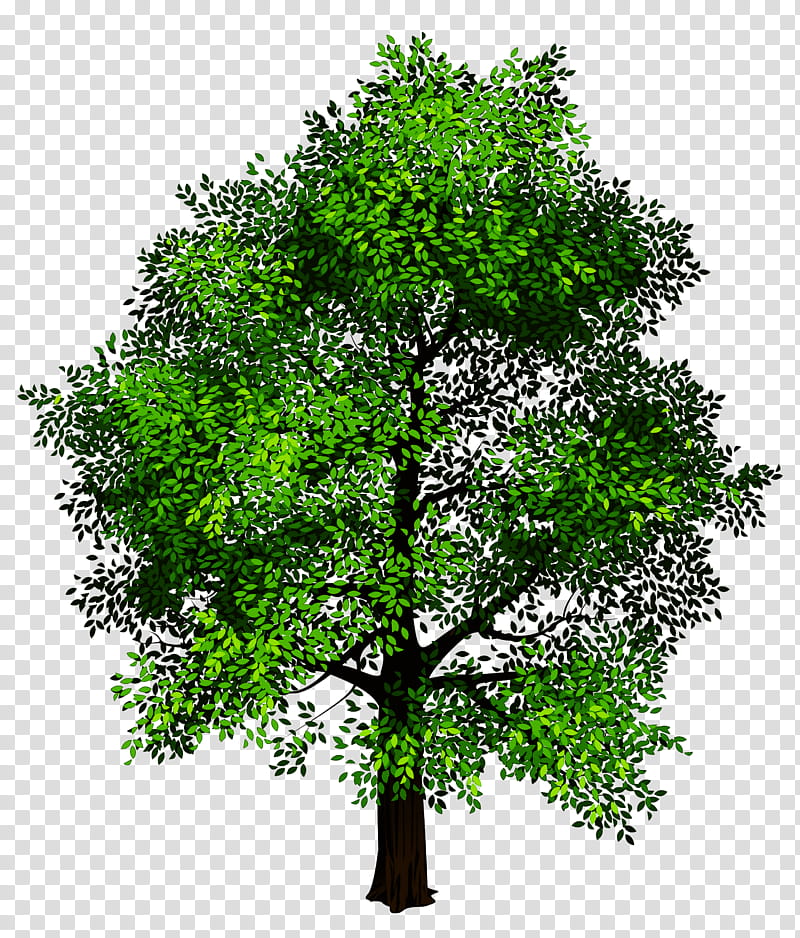 Branch Tree Brno News, Plant, Woody Plant, Flower, Leaf, Grass, Plane, Shrub transparent background PNG clipart