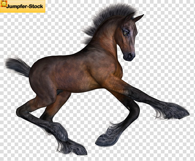 Foal , brown horse illustration transparent background PNG clipart