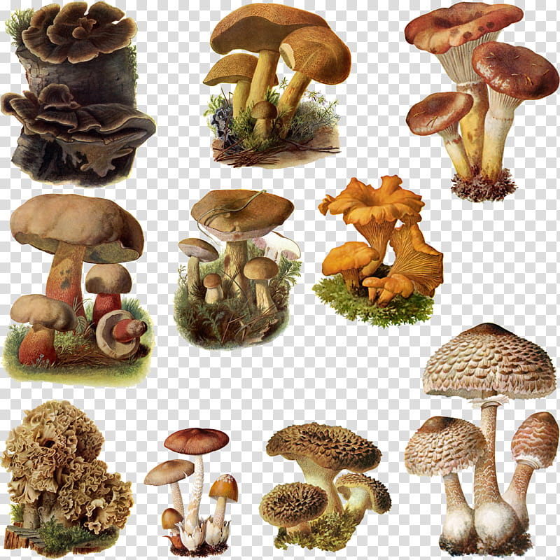 Fungi Mushroom , brown mushrooms illustration transparent background PNG clipart