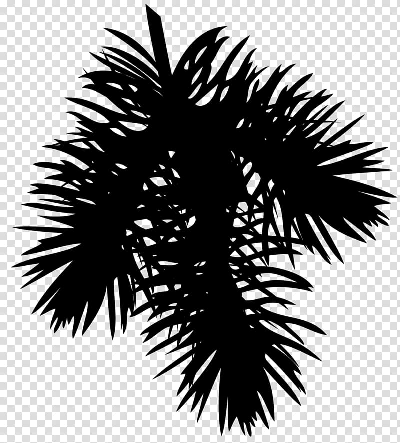 Palm Tree Drawing, Asian Palmyra Palm, Pine, Conifer Cone, Leaf, Branch, Conifers, Fir transparent background PNG clipart