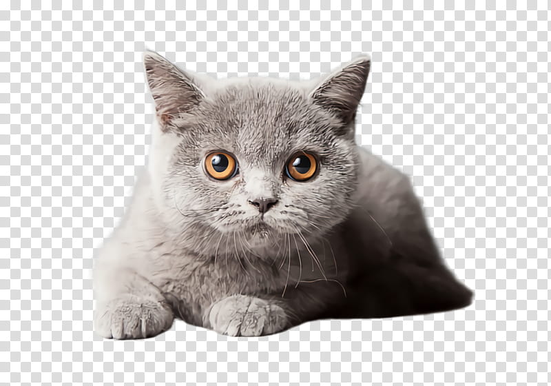 cat small to medium-sized cats british shorthair whiskers domestic short-haired cat, Small To Mediumsized Cats, Domestic Shorthaired Cat, British Longhair transparent background PNG clipart