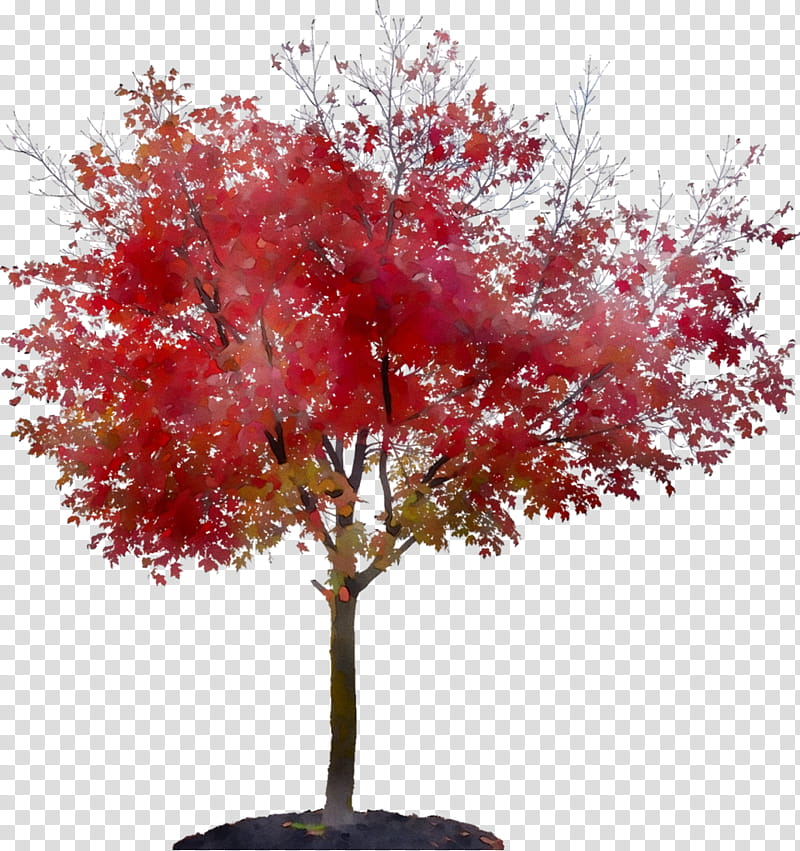 Red Maple Leaf, Houseplant, Tree, Woody Plant, Flower, Branch, Red Bud, Soapberry Family transparent background PNG clipart