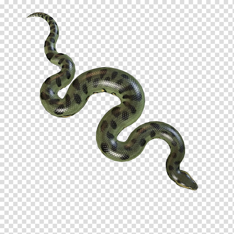 Green Grass, Boa Constrictor, Green Anaconda, Snakes, 3D Computer Graphics, Pdf, Reptile, Scaled Reptile transparent background PNG clipart