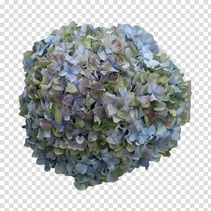Green Grass, Hydrangea, Blue, Antique, Cut Flowers, Cutting, Rose, Plant Stem transparent background PNG clipart