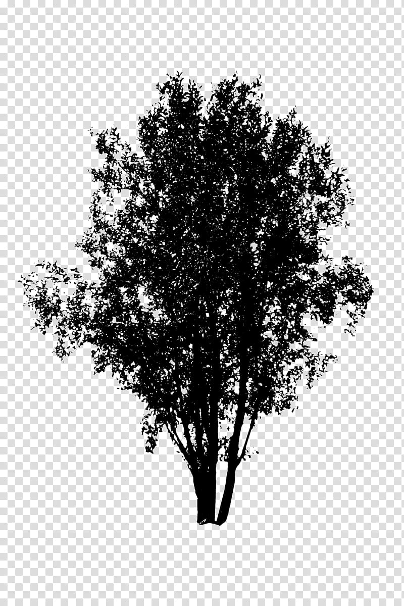 apple tree silhouette