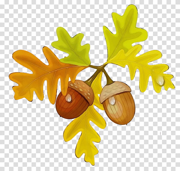 Oak Tree Drawing, Acorn, Painting, Nut, Leaf, Plant, Flower transparent background PNG clipart