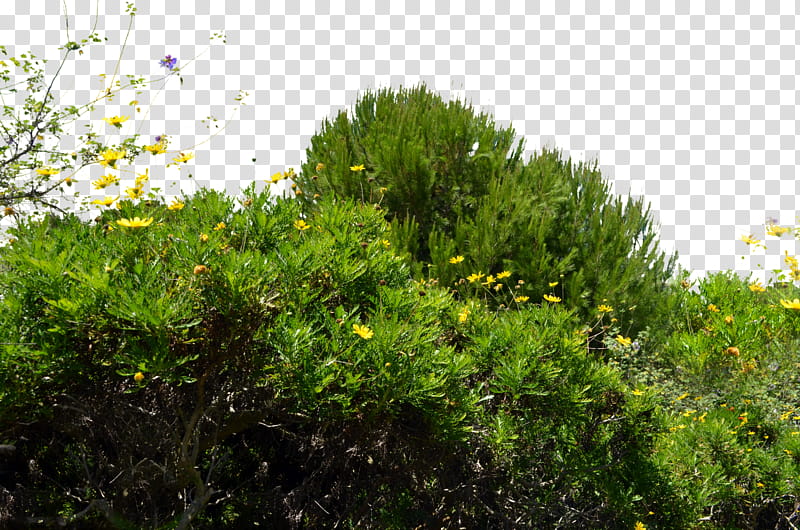 Wild Flowers and Bushs , green leafed plant transparent background PNG clipart