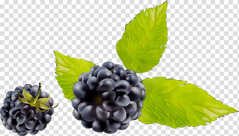 Grape Leaf, Blackberry, Boysenberry, Dewberry, Fruit, Bilberry, Berries, Bramble transparent background PNG clipart