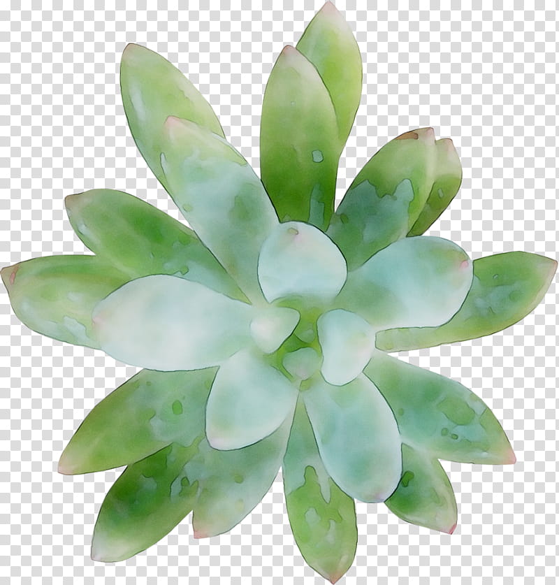 Green Leaf, Flower, Pachyphytum, Echeveria, Plant, Petal, Flowerpot, Jade transparent background PNG clipart