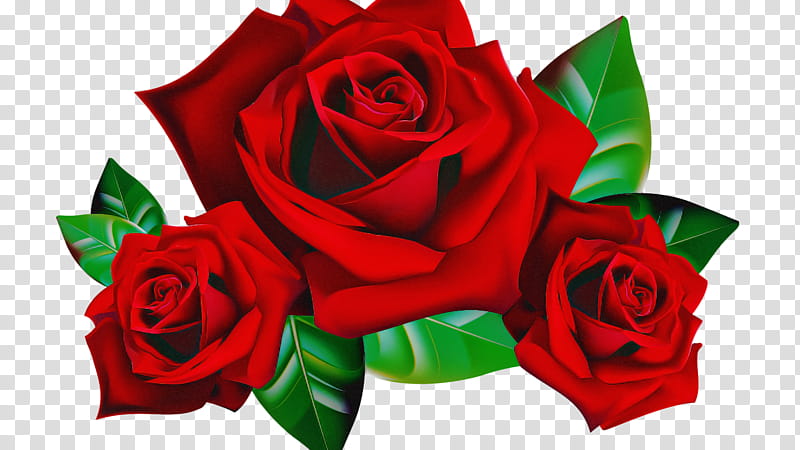 Garden roses, Flower, Red, Rose Family, Hybrid Tea Rose, Petal, Plant, Cut Flowers transparent background PNG clipart