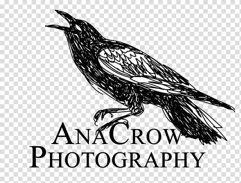 Eagle Logo, Beak, Feather, Bird, Black And White
, Wing, Bird Of Prey, Wildlife transparent background PNG clipart
