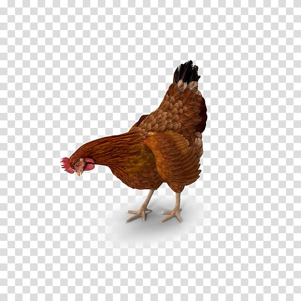 3d, Rooster, Leghorn Chicken, 3D Computer Graphics, Daniels Fund, Poultry, Arts, Animal transparent background PNG clipart
