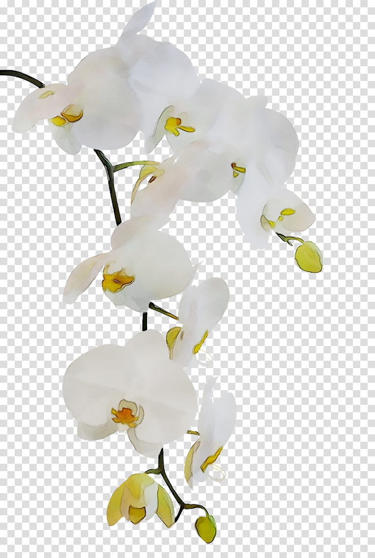 Flowers, Bible, 1 Peter 5, Chapters And Verses Of The Bible, Orchids, Religious Text, Ceiling, Drawing transparent background PNG clipart