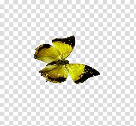 Mariposas, black and yellow butterfly in white background transparent background PNG clipart