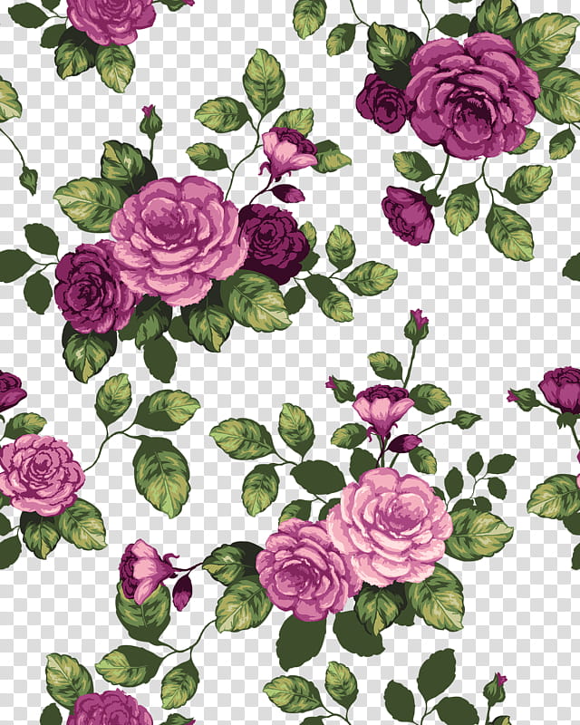 Garden roses, Flower, Pink, Rose Family, Plant, Purple, Floral Design transparent background PNG clipart