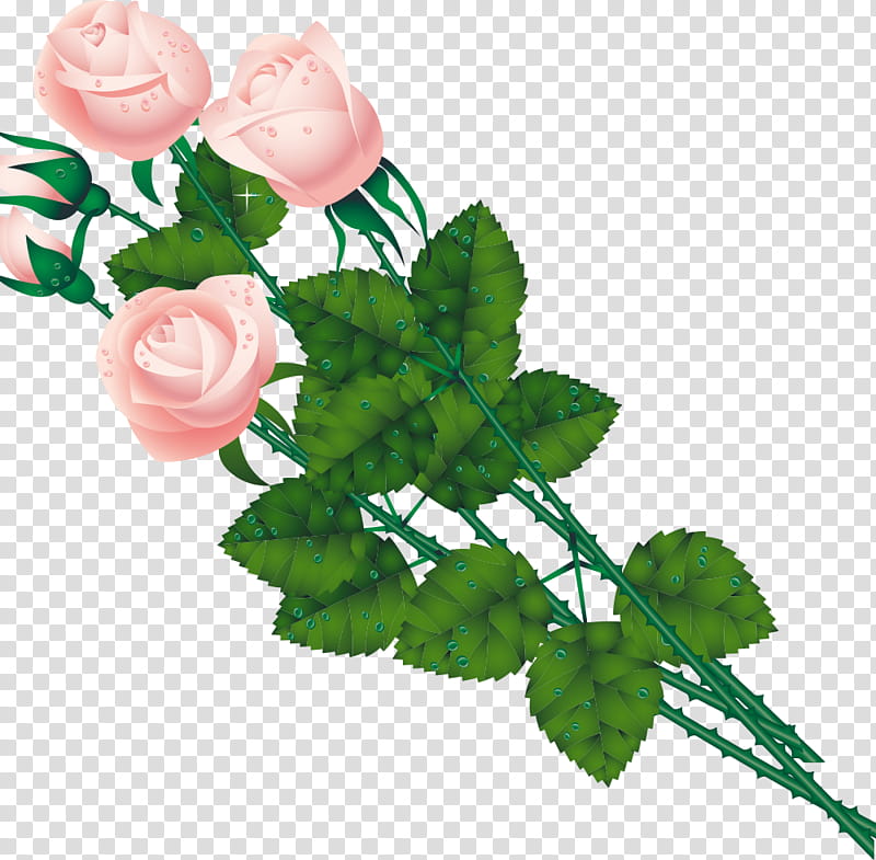 three flowers three roses valentines day, Leaf, Plant, Garden Roses, Rose Family, Pink, Petal, Prickly Rose transparent background PNG clipart