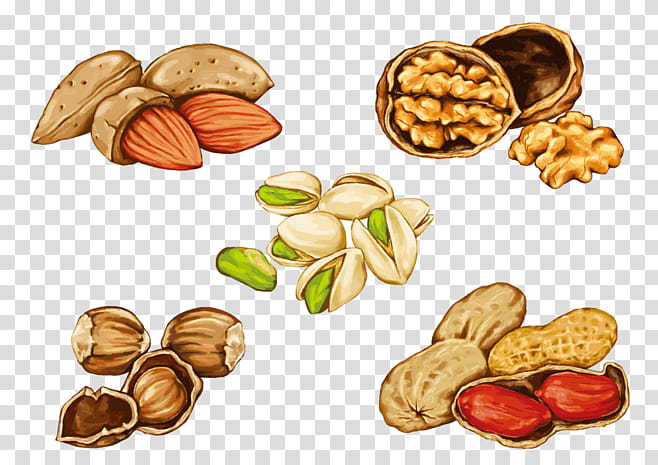 Drawing Of Family, Nut, Peanut, Pistachio, Almond, Dried Fruit, Hazelnut, Roasting transparent background PNG clipart