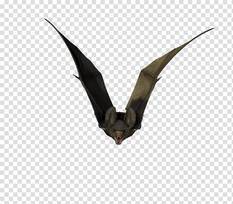 E S Bats , flying black bat transparent background PNG clipart