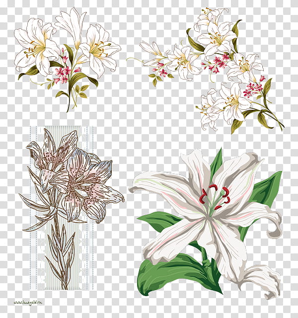 Easter Lily, Floral Design, Cut Flowers, Petal, Blume, Plants, White, Plant Stem transparent background PNG clipart