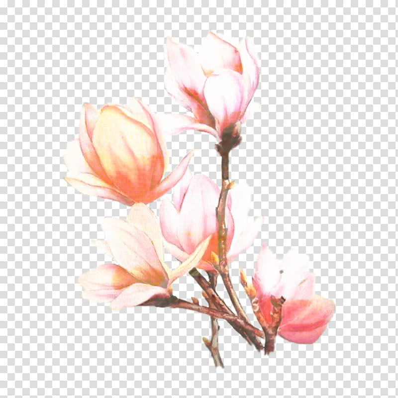 Pink Flower, Southern Magnolia, Chinese Magnolia, Magnolia Family, Plant Stem, Plants, Magnolia Campbellii, Cyclamen transparent background PNG clipart