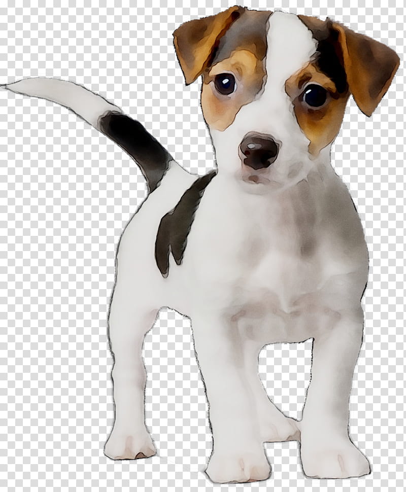 Fox, Jack Russell Terrier, Puppy, Miniature Fox Terrier, Parson Russell Terrier, Tenterfield Terrier, English Foxhound, Harrier transparent background PNG clipart