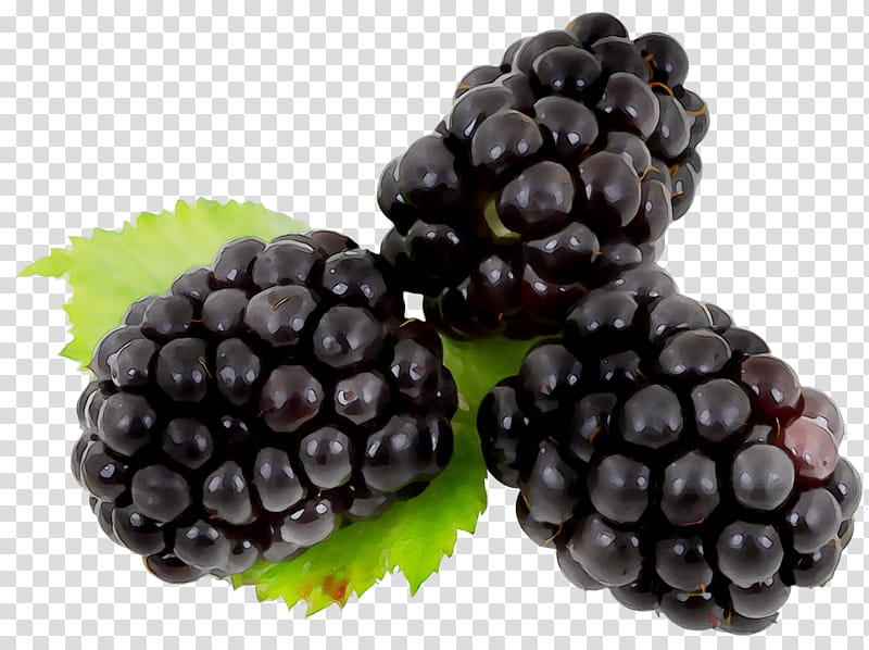 Rose Black And White, Blackberry, Fruit, Brambles, Raspberry, Berries, White Blackberry, Mulberry transparent background PNG clipart