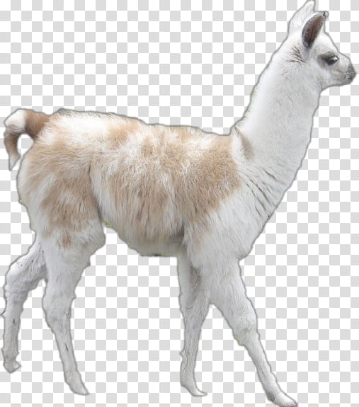 Llama, Alpaca, Goat, Drawing, Live, Alpaca Fiber, Guanaco, Camelid transparent background PNG clipart