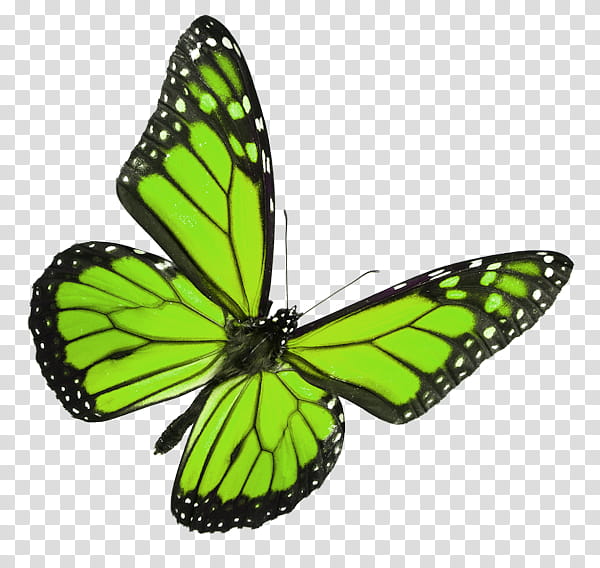 green and black butterfly transparent background PNG clipart