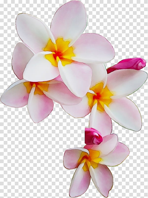 flower petal frangipani moth orchid plant, Watercolor, Paint, Wet Ink, Pink, Cattleya, Orchids Of The Philippines transparent background PNG clipart