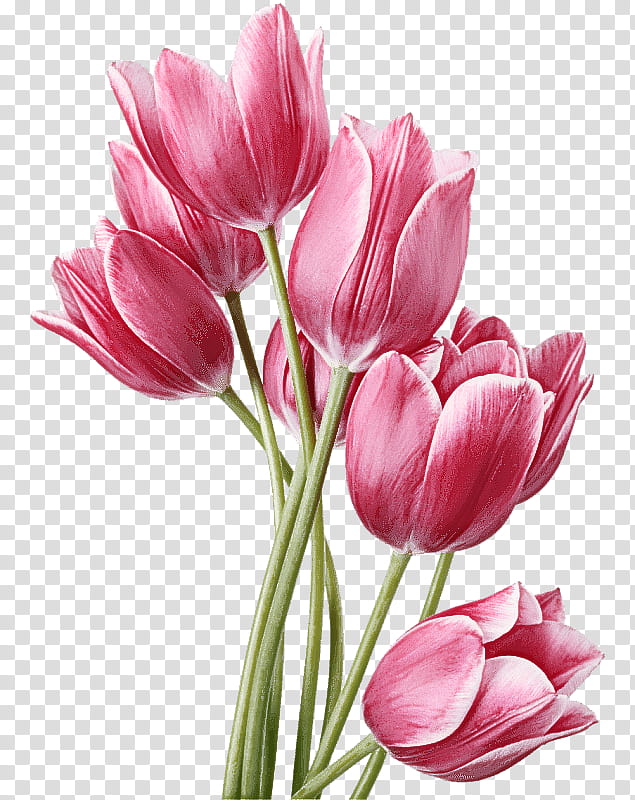 flower flowering plant petal tulip cut flowers, Pink, Watercolor Paint, Lily Family transparent background PNG clipart