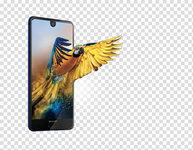 Bird Parrot, Sharp Aquos, Sharp Corporation, Smartphone, Joy Collection Mobile Phones, Samsung Galaxy S II, 64 Gb, Feather transparent background PNG clipart