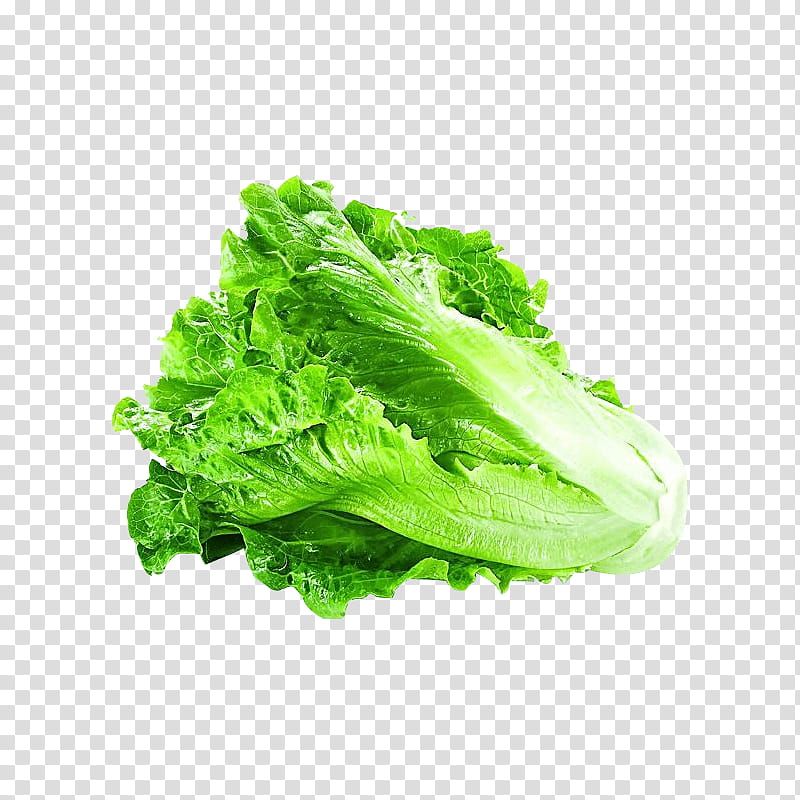 Green Leaf, Lettuce, Vegetable, Greens, Italian Cuisine, Chinese Cuisine, Romaine Lettuce, Chinese Cabbage transparent background PNG clipart