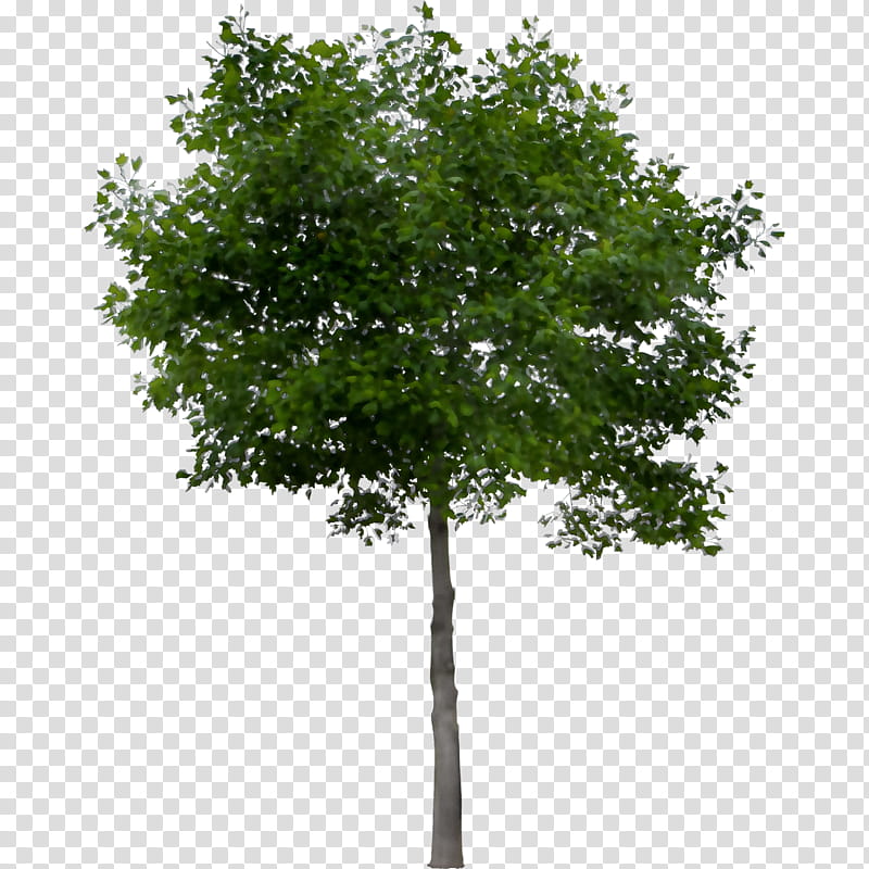 Oak Tree Leaf, Fraxinus Americana, Tilia Cordata, European Ash, Shrub, Bark, Plants, Crown transparent background PNG clipart