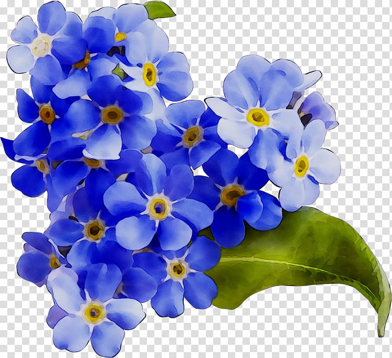 Blue Flower, Bridge, Alpine Forgetmenot, Petal, Plant, Water Forget Me Not, Borage Family, Violet Family transparent background PNG clipart