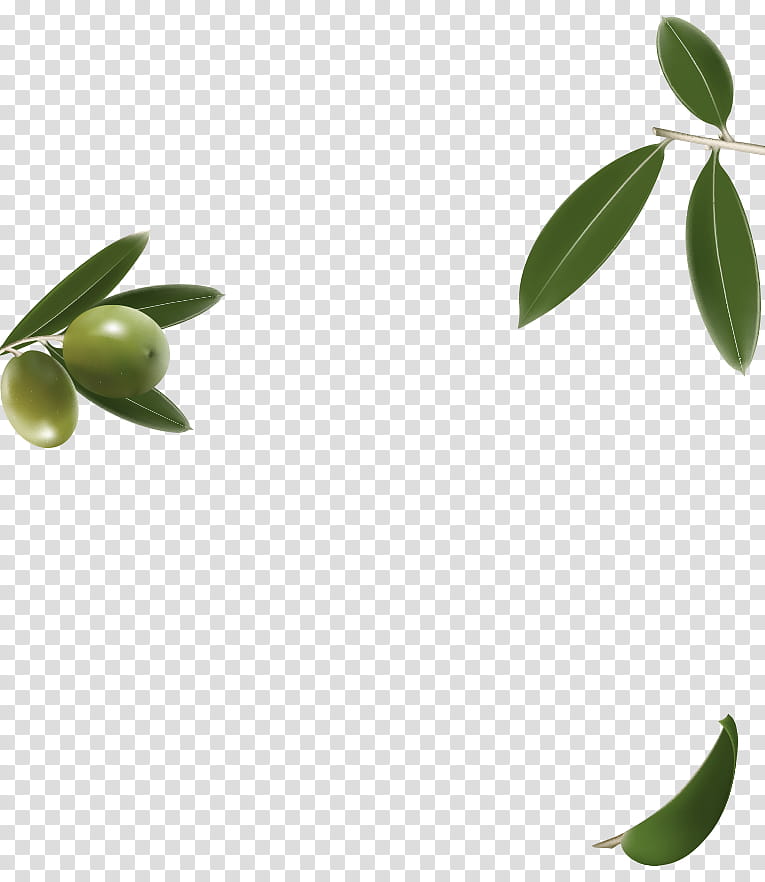 Leaf Branch, Olive, Plant Stem, Herbalism, Oil, Olivem, Massage, Plants transparent background PNG clipart