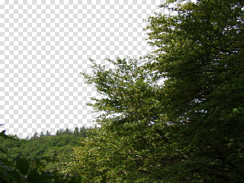 Resources , green-leafed trees across blue sky transparent background PNG clipart