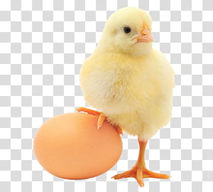 Download Egg Free PNG photo images and clipart