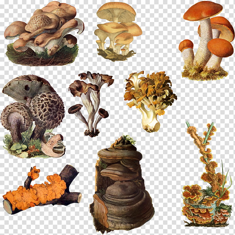 Fungi Mushroom , assorted-type of mushroom chart transparent background PNG clipart