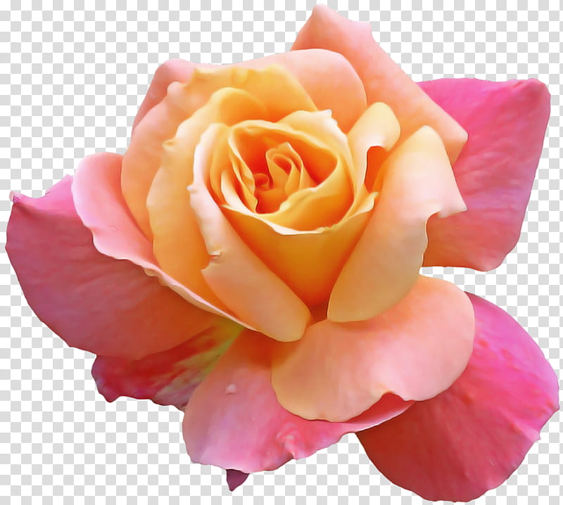 Garden roses, Flower, Petal, Pink, Hybrid Tea Rose, Yellow, Floribunda, Rose Family transparent background PNG clipart