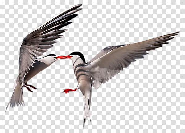 Crane Bird, Cygnini, Goose, Wader, Grey Geese, Duck, Seabird, Domestic Goose transparent background PNG clipart