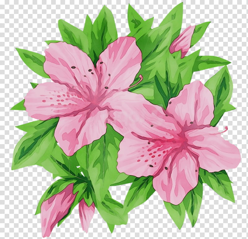 flower pink petal plant peruvian lily, Watercolor, Paint, Wet Ink, Cut Flowers, Stargazer Lily transparent background PNG clipart