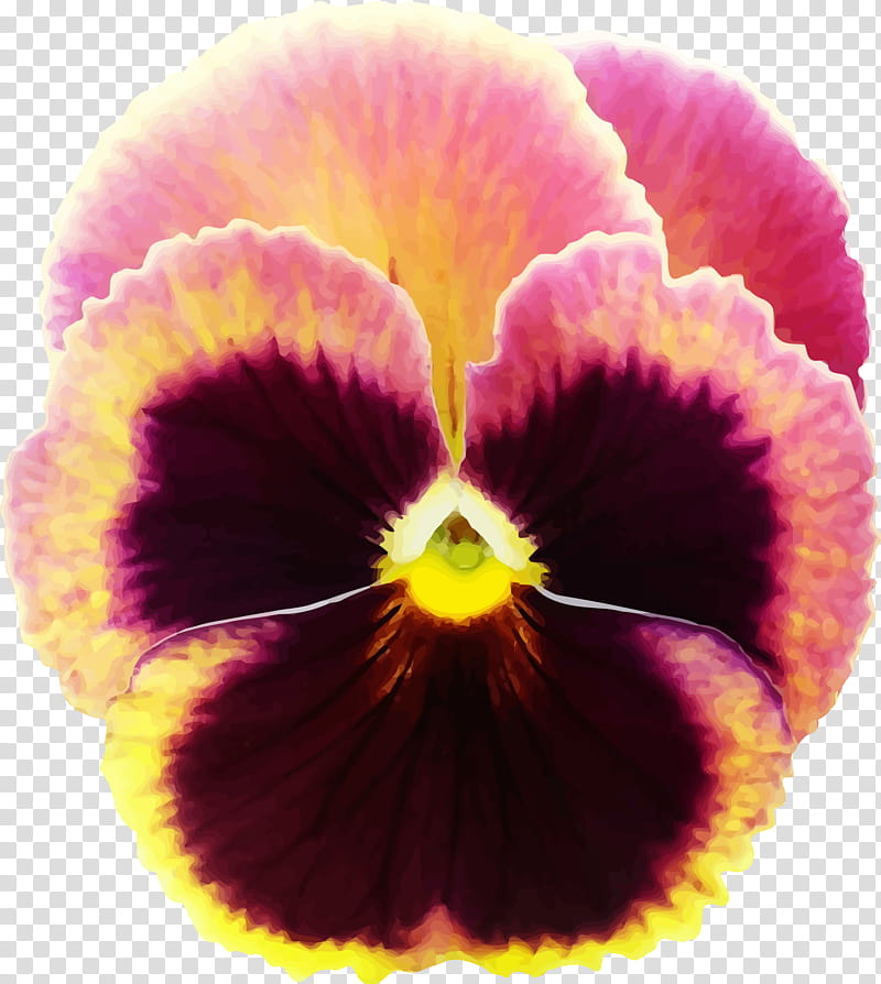 Floral Flower, Pansy, Floral Design, California Golden Violet, African Violets, Wild Pansy, Purple, Violet Family transparent background PNG clipart