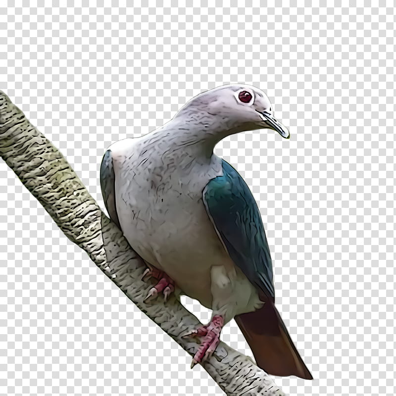 bird dove rock dove beak pigeons and doves, Dove transparent background PNG clipart
