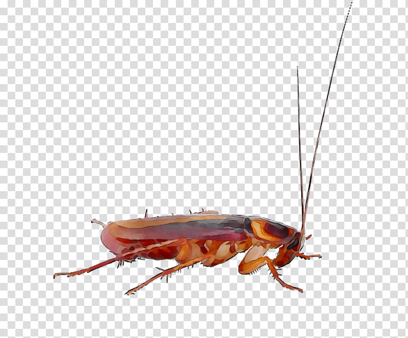 Cockroach, Pest Control, Roach Bait, Insect, American Cockroach, German Cockroach, Oriental Cockroach, Rhinotermitidae transparent background PNG clipart
