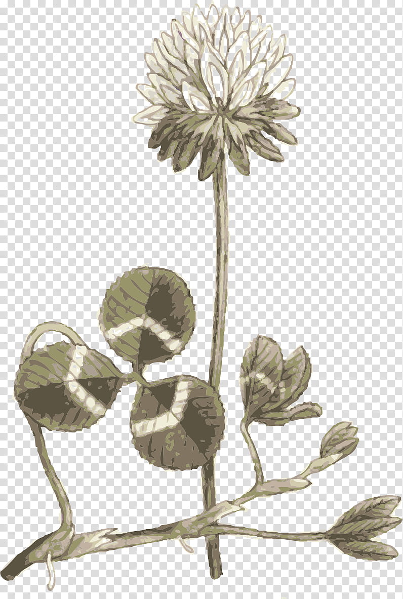 flower plant plant stem globe thistle perennial plant transparent background PNG clipart