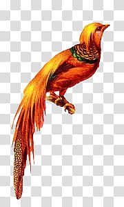 Mochizuki oldbird, red and yellow bird transparent background PNG ...